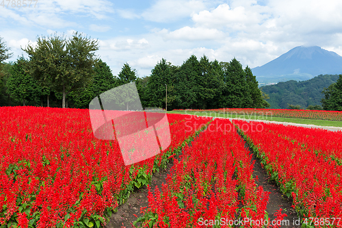 Image of Red Salvia farm