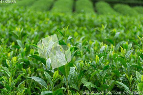 Image of Tea garden