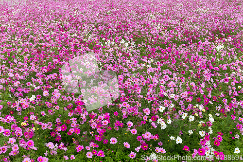 Image of Cosmos flower in field