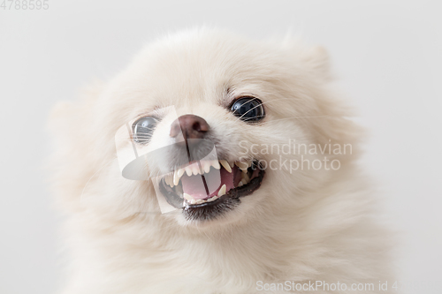 Image of Angry pomeranian over white background