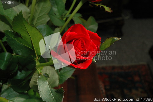 Image of Rose