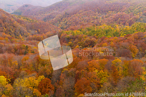 Image of Autumn landscape