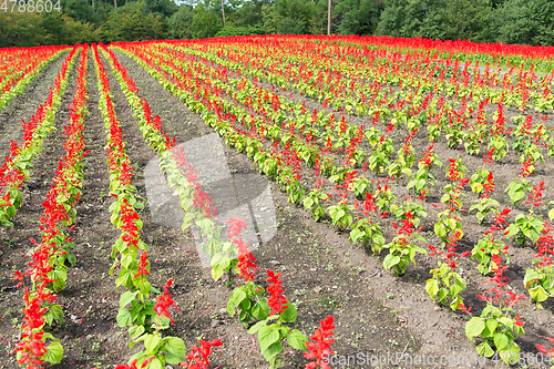 Image of Salvia farm