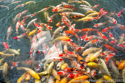 Image of Koi fish in pool