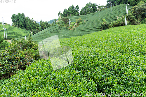 Image of Tea plantation