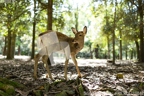 Image of Deer in Nara Park