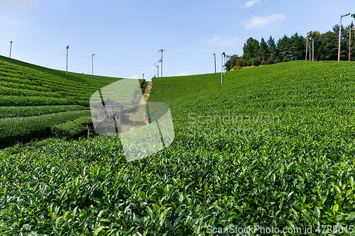 Image of Fresh tea farm