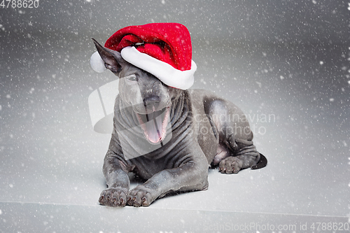 Image of thai ridgeback puppy in xmas hat