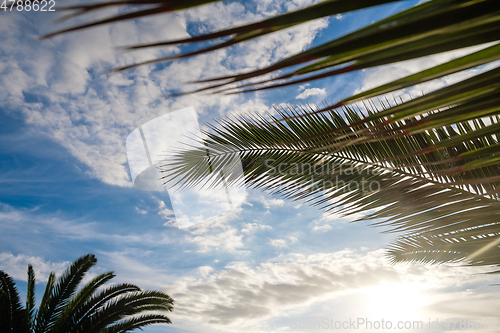 Image of Palm tree leaves against sunset light