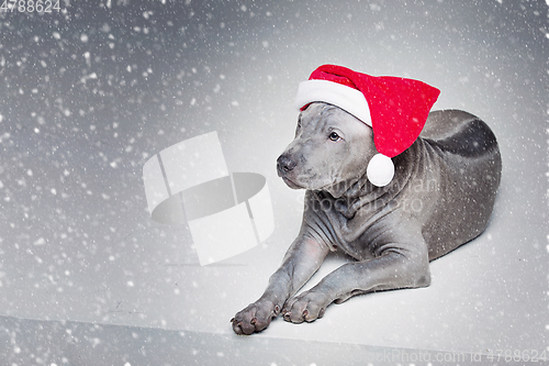 Image of thai ridgeback puppy in xmas hat