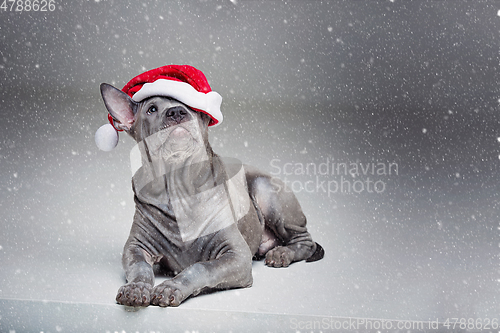 Image of thai ridgeback puppy in xmas hat