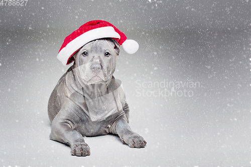 Image of thai ridgeback puppy in xmas hat