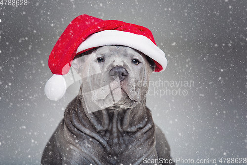 Image of thai ridgeback puppy in xmas hat