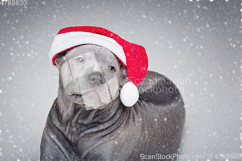 Image of thai ridgeback puppy in xmas hat