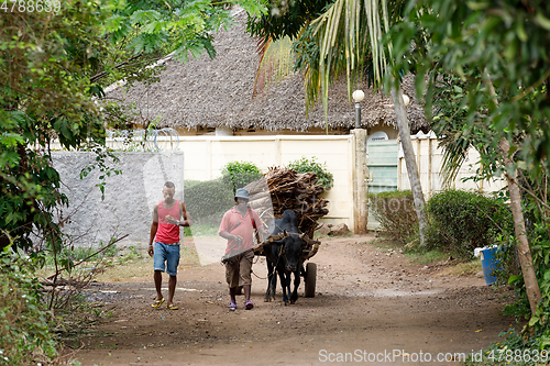 Image of Malagasy farmer riding ox cart in Nosy Be, Madagascar