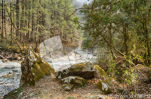 Image of Hiking in Nepal jungle forest