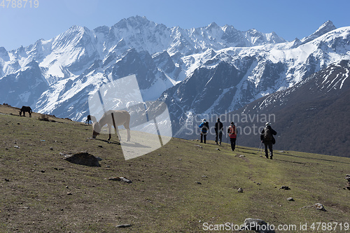 Image of Backpackers and horses in Nepal climbing muntains