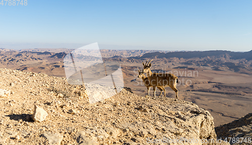 Image of Trekking in Negev dramatic stone desert, Israel 