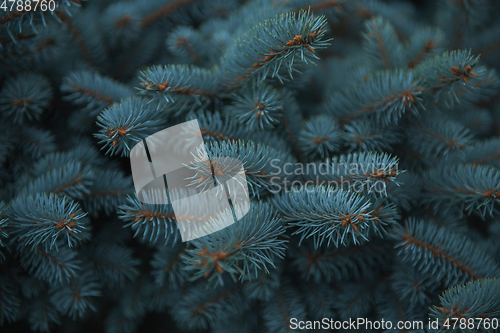 Image of Background texture of fir tree branches