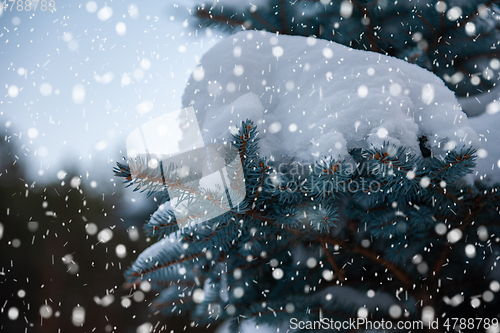 Image of Snow-covered fir trees