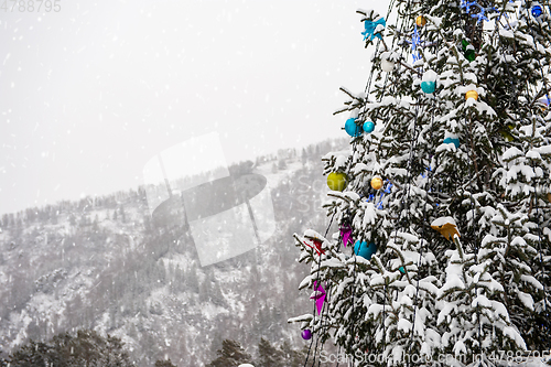 Image of New year fir tree