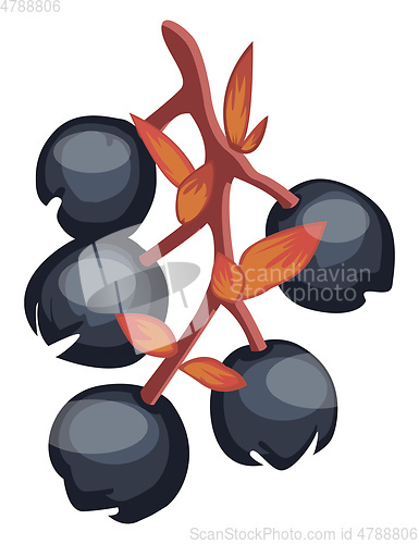 Image of Vector illustration of blue salalberry fruit on a brown branch  
