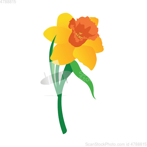 Image of Vector illustration of orange and yellow daffodil flower with gr