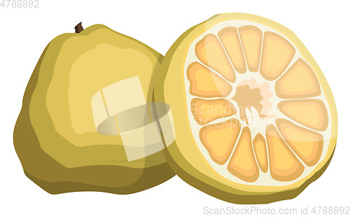 Image of Vector illustration of yellow ugly fruit half a fruit yellow wit