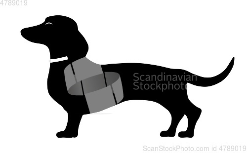 Image of dachshund standing side pose