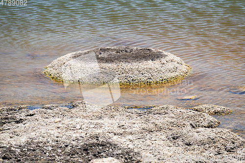 Image of Stromatolites Lake Thetis Western Australia