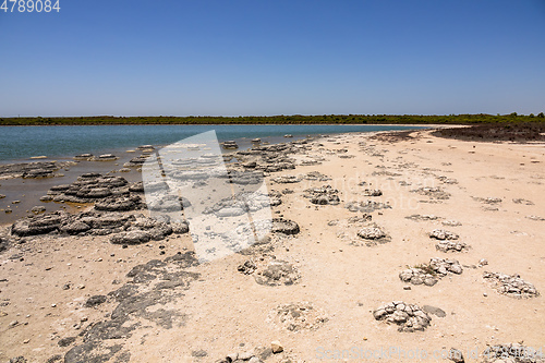 Image of Stromatolites Lake Thetis Western Australia