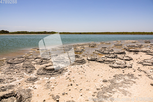 Image of Stromatolites Lake Thetis Western Australia