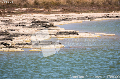 Image of Stromatolites Lake Thetis Western Australia