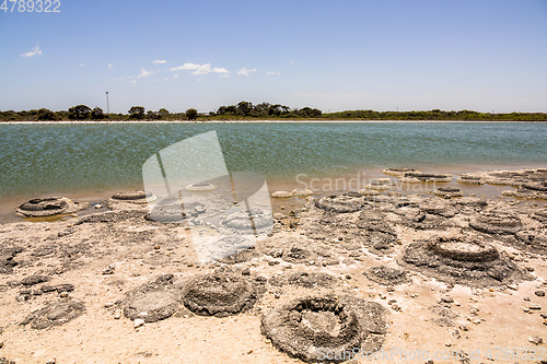 Image of Stromatolites Lake Thetis Western Australia