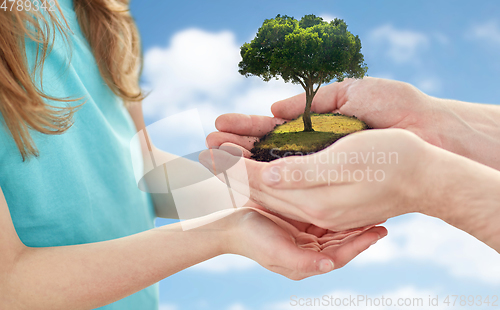 Image of close up of father's and girl's hands holding tree