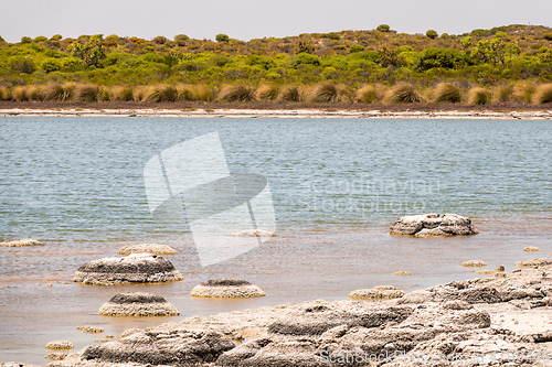 Image of Stromatolites Lake Thetis Western Australia