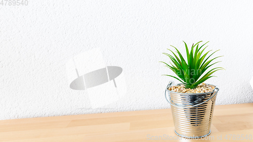 Image of succulent on a table white background