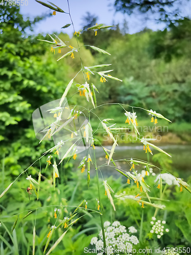 Image of Grasses and pollen