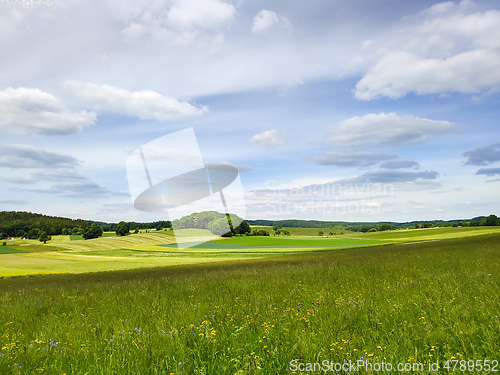 Image of green summer meadow