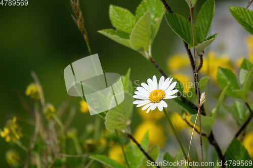 Image of natural daisy flower