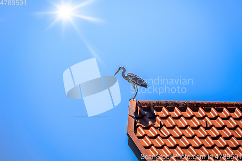 Image of Heron on a red roof