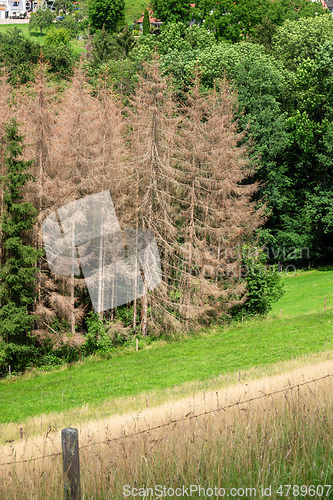 Image of forest dieback in south Germany