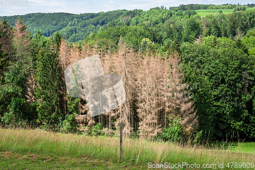 Image of forest dieback in south Germany