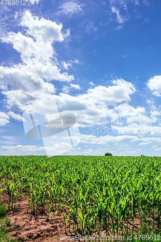 Image of corn field with blue sky