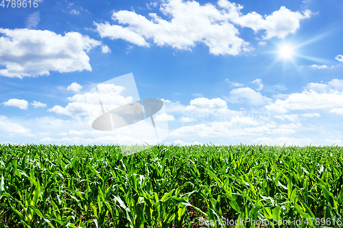 Image of corn field with blue sky