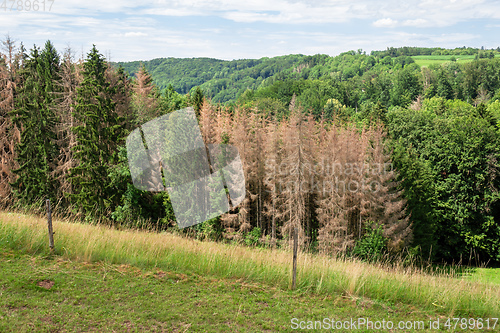 Image of forest dieback in south Germany