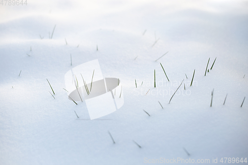 Image of Grass blades in the snow