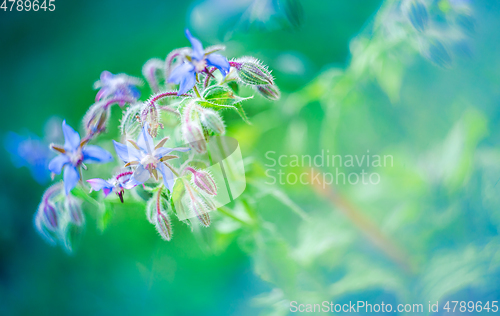 Image of Close-up of Borage blue flowers