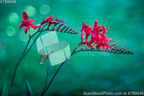 Image of Crocosmia Lucifer (Crocosmia Masoniorum) 