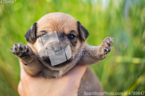 Image of Adorable newborn puppy dog